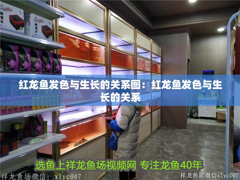 紅龍魚發色與生長的關系圖：紅龍魚發色與生長的關系