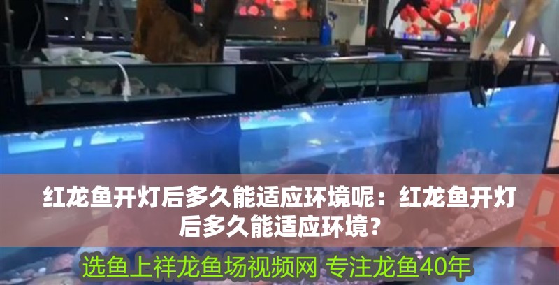 紅龍魚開燈后多久能適應環境呢：紅龍魚開燈后多久能適應環境？