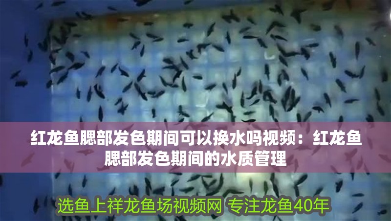 紅龍魚腮部發(fā)色期間可以換水嗎視頻：紅龍魚腮部發(fā)色期間的水質(zhì)管理