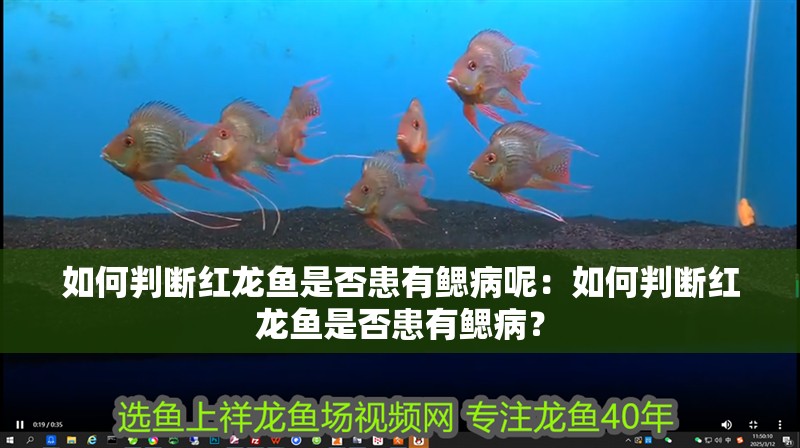 如何判斷紅龍魚是否患有鰓病呢：如何判斷紅龍魚是否患有鰓病？