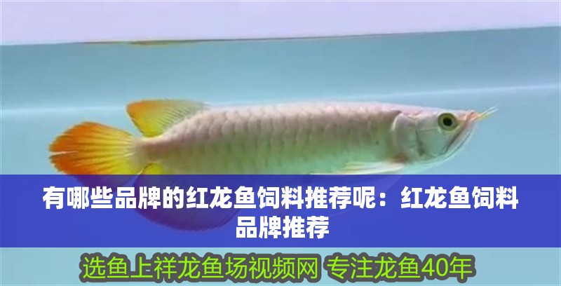 有哪些品牌的紅龍魚飼料推薦呢：紅龍魚飼料品牌推薦