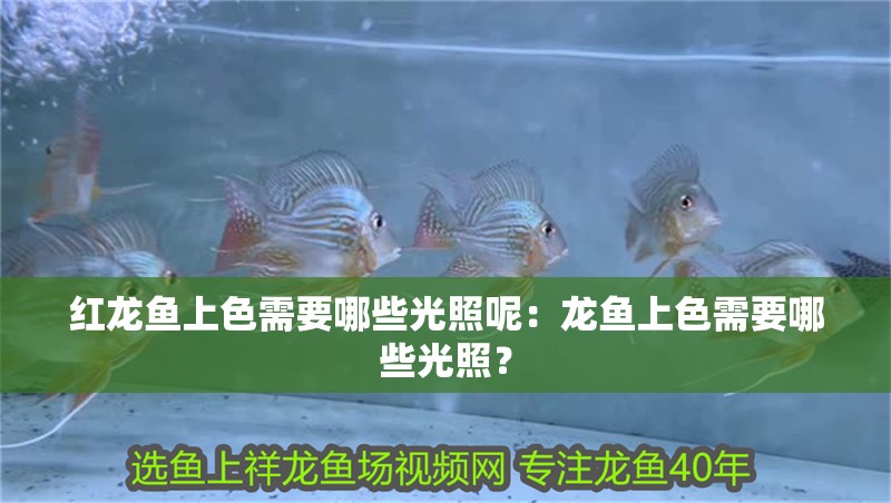 紅龍魚上色需要哪些光照呢：龍魚上色需要哪些光照？