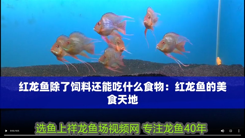 紅龍魚除了飼料還能吃什么食物：紅龍魚的美食天地