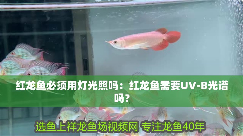 紅龍魚必須用燈光照嗎：紅龍魚需要UV-B光譜嗎？