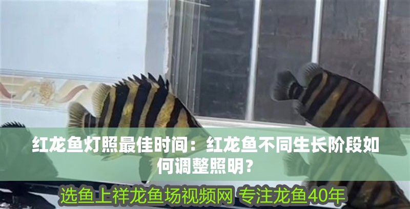 紅龍魚燈照最佳時(shí)間：紅龍魚不同生長階段如何調(diào)整照明？