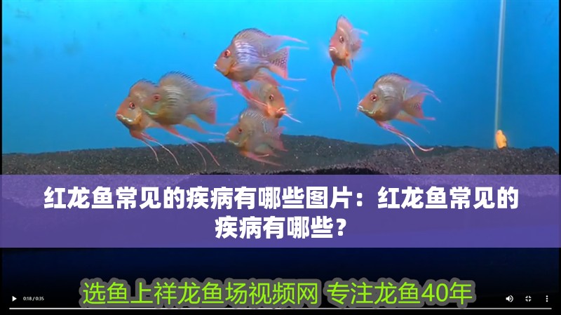 紅龍魚常見的疾病有哪些圖片：紅龍魚常見的疾病有哪些？