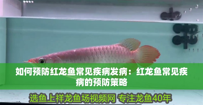 如何預防紅龍魚常見疾病發病：紅龍魚常見疾病的預防策略