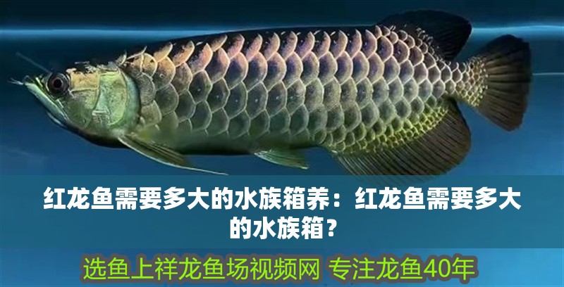 紅龍魚需要多大的水族箱養(yǎng)：紅龍魚需要多大的水族箱？