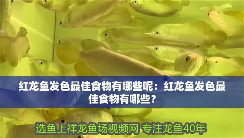 紅龍魚發色最佳食物有哪些呢：紅龍魚發色最佳食物有哪些？