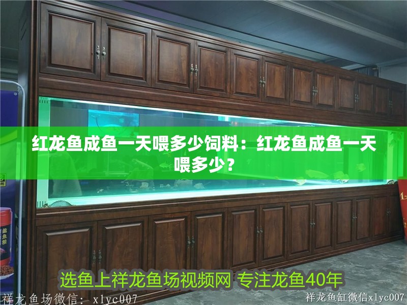 紅龍魚成魚一天喂多少飼料：紅龍魚成魚一天喂多少？