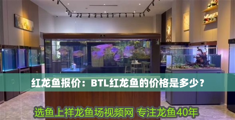 紅龍魚報價：BTL紅龍魚的價格是多少？