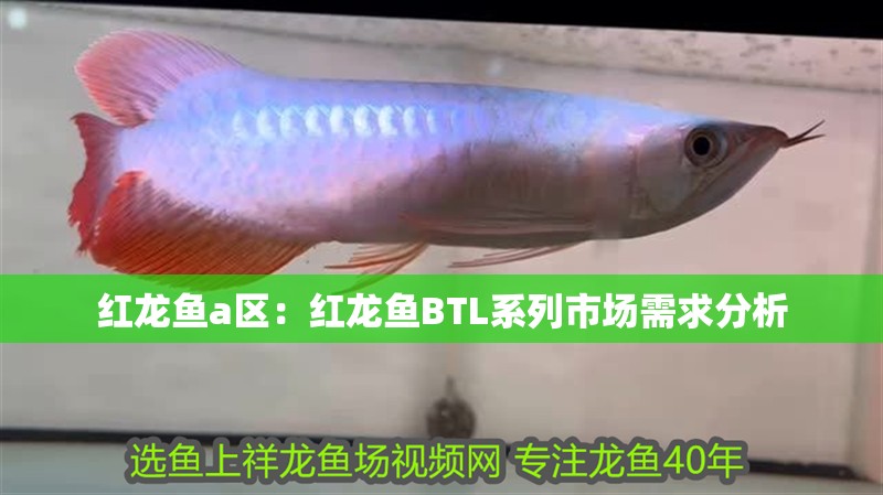 紅龍魚a區：紅龍魚BTL系列市場需求分析