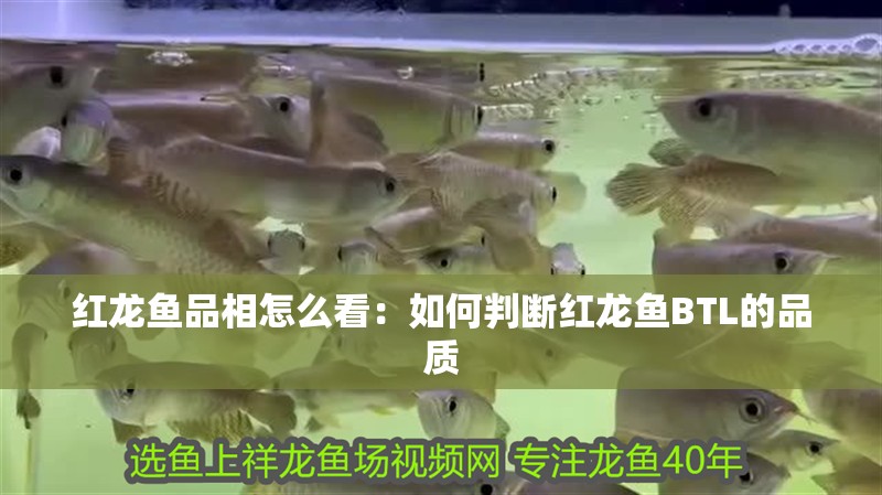 紅龍魚品相怎么看：如何判斷紅龍魚BTL的品質