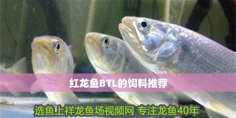 紅龍魚BTL的飼料推薦