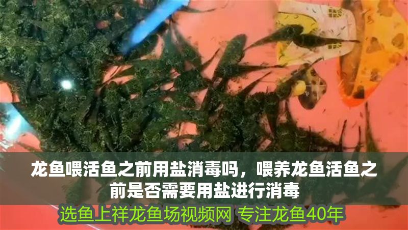 龍魚喂活魚之前用鹽消毒嗎，喂養龍魚活魚之前是否需要用鹽進行消毒