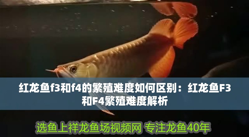 紅龍魚f3和f4的繁殖難度如何區別：紅龍魚F3和F4繁殖難度解析