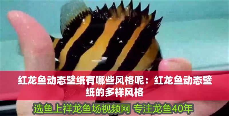 紅龍魚動(dòng)態(tài)壁紙有哪些風(fēng)格呢：紅龍魚動(dòng)態(tài)壁紙的多樣風(fēng)格