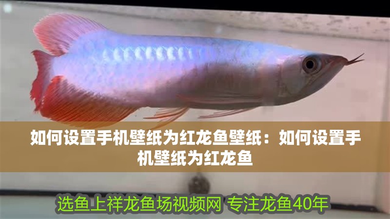 如何設置手機壁紙為紅龍魚壁紙：如何設置手機壁紙為紅龍魚
