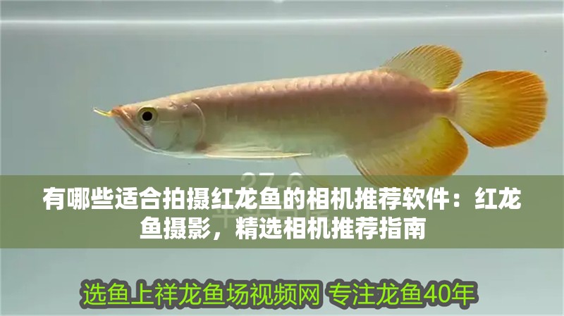 有哪些適合拍攝紅龍魚的相機(jī)推薦軟件：紅龍魚攝影，精選相機(jī)推薦指南