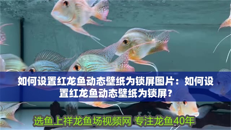 如何設置紅龍魚動態壁紙為鎖屏圖片：如何設置紅龍魚動態壁紙為鎖屏？