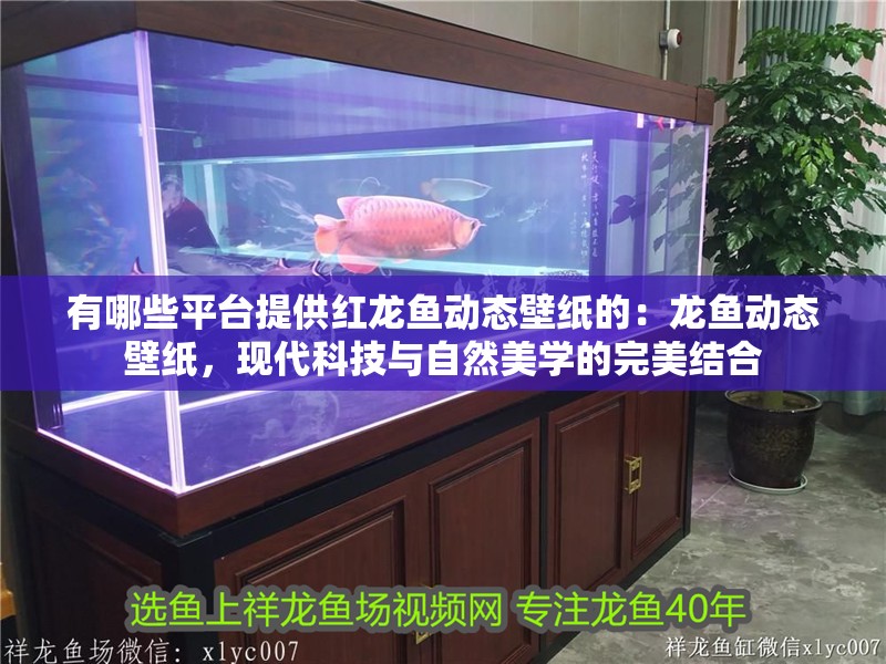 有哪些平臺提供紅龍魚動態壁紙的：龍魚動態壁紙，現代科技與自然美學的完美結合