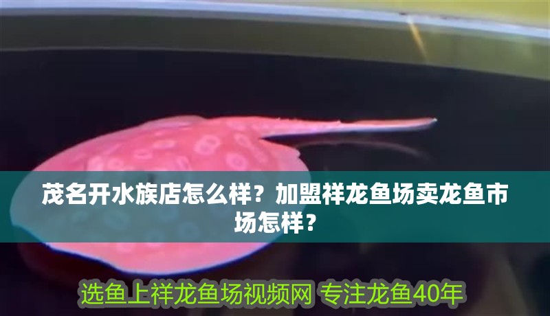茂名開水族店怎么樣？加盟祥龍魚場賣龍魚市場怎樣？