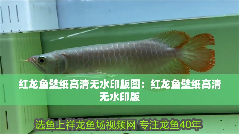 紅龍魚壁紙高清無水印版圖：紅龍魚壁紙高清無水印版