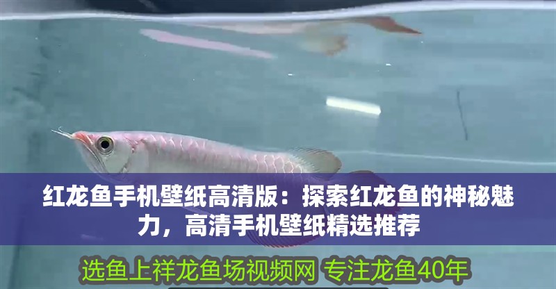 紅龍魚(yú)手機(jī)壁紙高清版：探索紅龍魚(yú)的神秘魅力，高清手機(jī)壁紙精選推薦