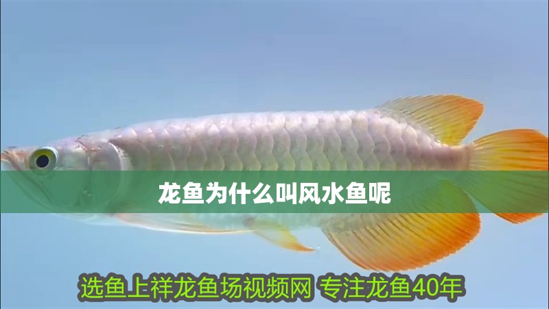 龍魚為什么叫風水魚呢