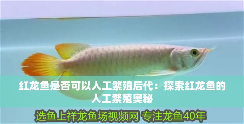 紅龍魚是否可以人工繁殖后代：探索紅龍魚的人工繁殖奧秘