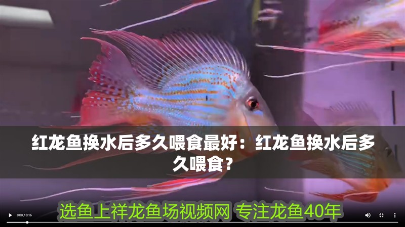 紅龍魚換水后多久喂食最好：紅龍魚換水后多久喂食？
