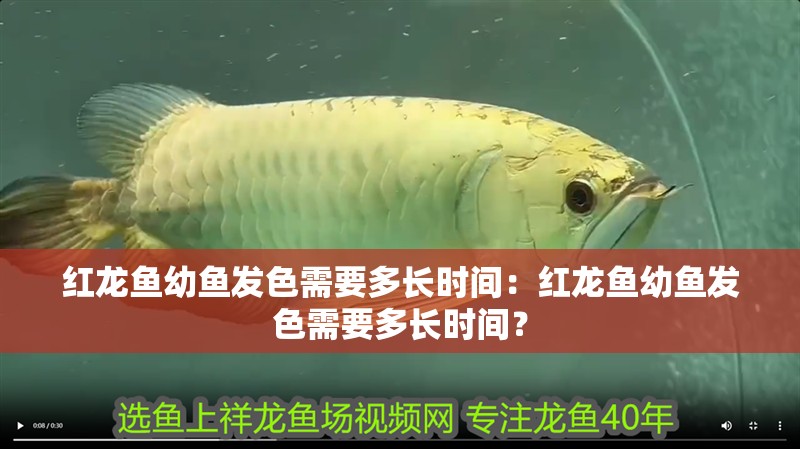 紅龍魚幼魚發色需要多長時間：紅龍魚幼魚發色需要多長時間？