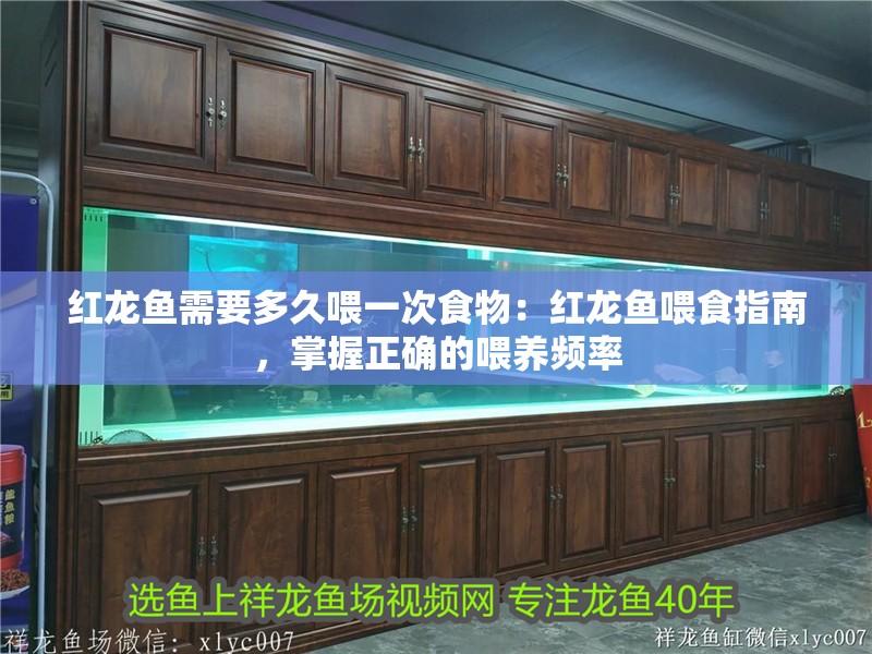 紅龍魚需要多久喂一次食物：紅龍魚喂食指南，掌握正確的喂養(yǎng)頻率