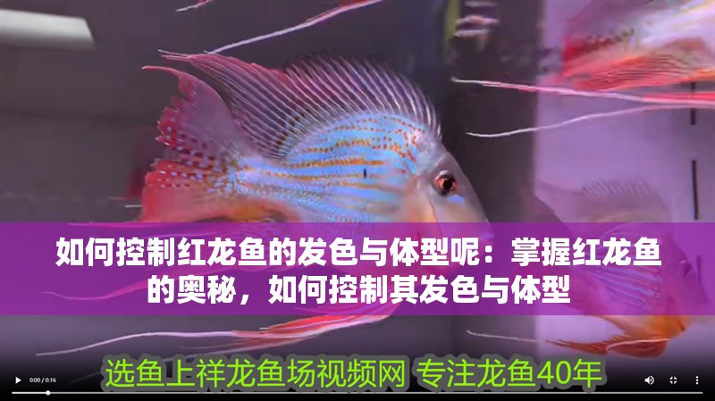 如何控制紅龍魚的發色與體型呢：掌握紅龍魚的奧秘，如何控制其發色與體型