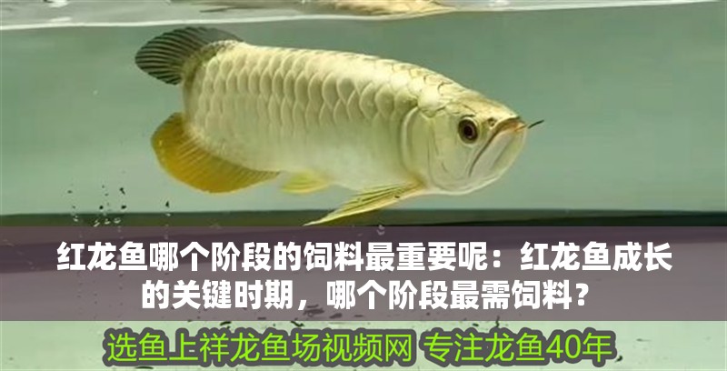 紅龍魚哪個階段的飼料最重要呢：紅龍魚成長的關鍵時期，哪個階段最需飼料？