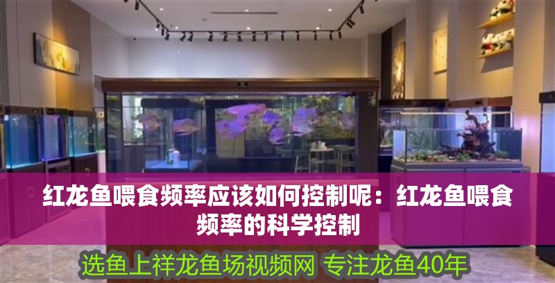 紅龍魚喂食頻率應該如何控制呢：紅龍魚喂食頻率的科學控制