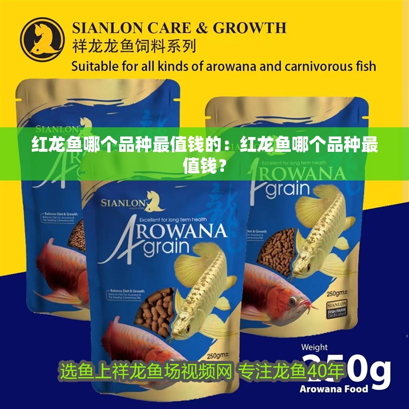 紅龍魚哪個品種最值錢的：紅龍魚哪個品種最值錢？
