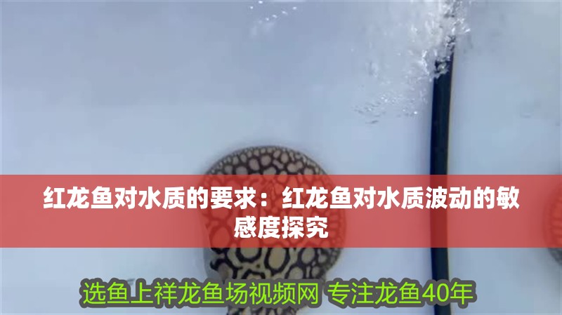 紅龍魚對水質的要求：紅龍魚對水質波動的敏感度探究