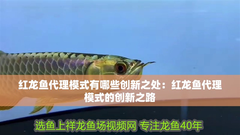 紅龍魚(yú)代理模式有哪些創(chuàng)新之處：紅龍魚(yú)代理模式的創(chuàng)新之路