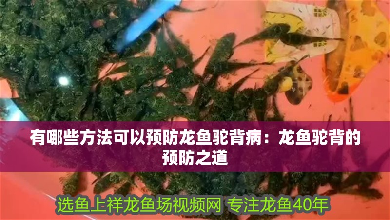 有哪些方法可以預防龍魚駝背?。糊堲~駝背的預防之道