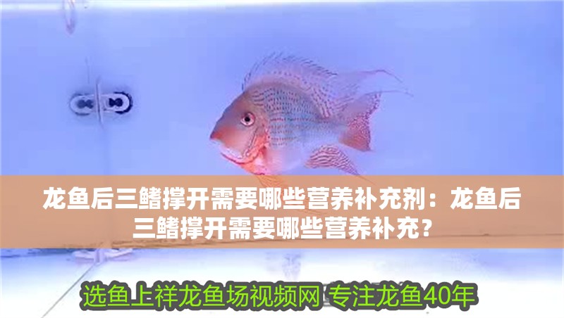 龍魚后三鰭撐開需要哪些營養補充劑：龍魚后三鰭撐開需要哪些營養補充？