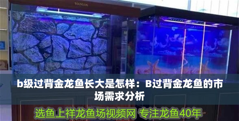 魚缸用增氧泵價格是多少:魚缸增氧機-xtrac增氧機-xtrac增氧機 b級過背金龍魚長大是怎樣:B過背金龍魚的市場需求分析 水族問答 b級過背金龍魚長大是怎樣:B過背金龍魚的市場需求分析 b級過背金龍魚長大是怎樣:B過背金龍魚的市場需求分析 水族問答