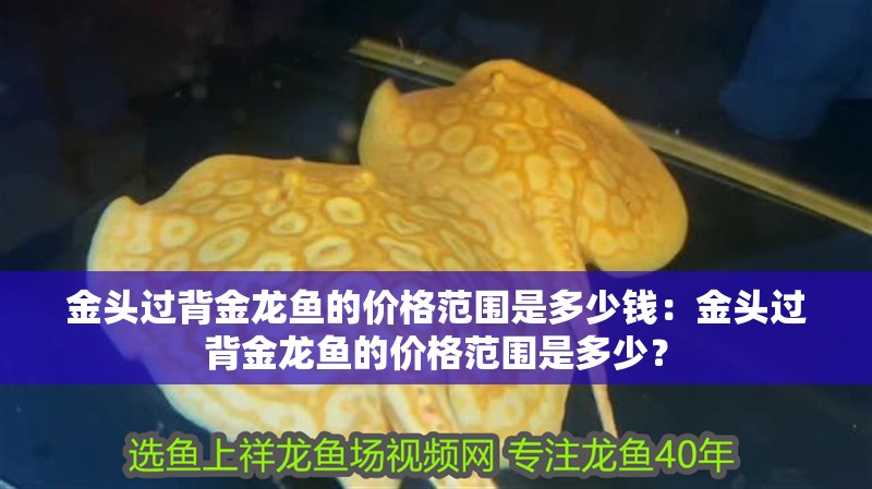 金頭過背金龍魚的價格范圍是多少錢：金頭過背金龍魚的價格范圍是多少？