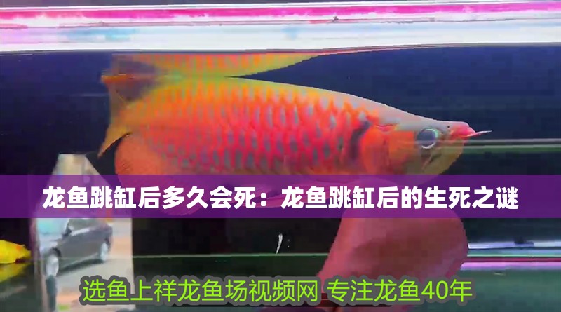 龍魚跳缸后多久會死：龍魚跳缸后的生死之謎