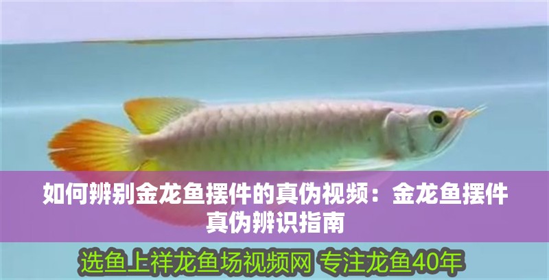 如何辨別金龍魚擺件的真偽視頻：金龍魚擺件真偽辨識指南