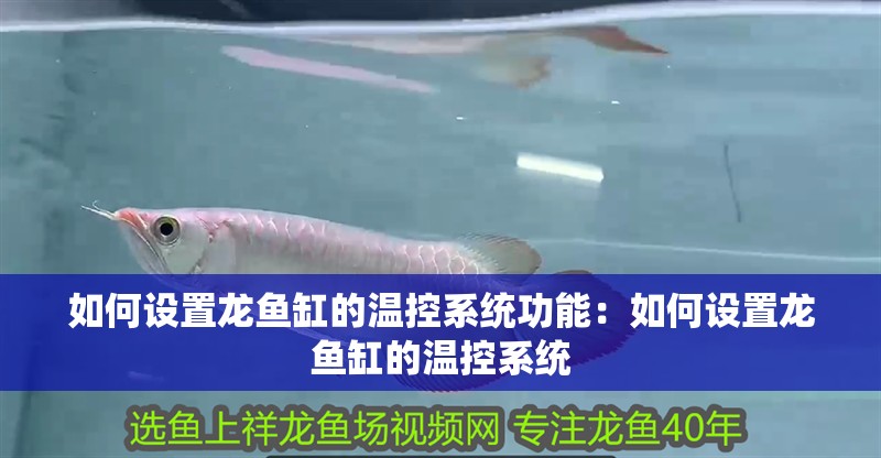 如何設(shè)置龍魚缸的溫控系統(tǒng)功能：如何設(shè)置龍魚缸的溫控系統(tǒng)