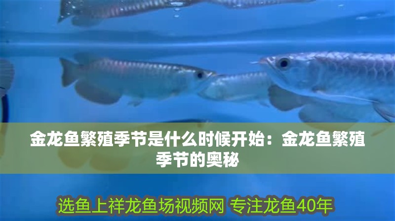 金龍魚繁殖季節是什么時候開始：金龍魚繁殖季節的奧秘