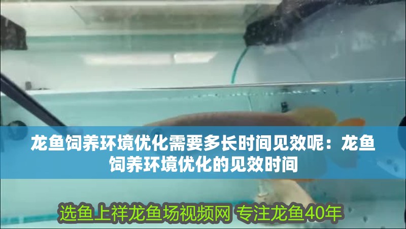龍魚飼養環境優化需要多長時間見效呢：龍魚飼養環境優化的見效時間