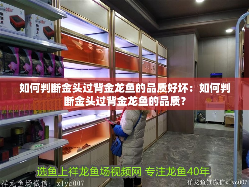 如何判斷金頭過背金龍魚的品質好壞：如何判斷金頭過背金龍魚的品質？