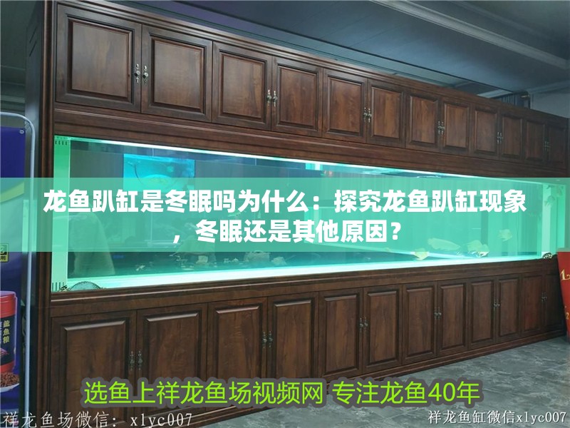 龍魚趴缸是冬眠嗎為什么：探究龍魚趴缸現象，冬眠還是其他原因？